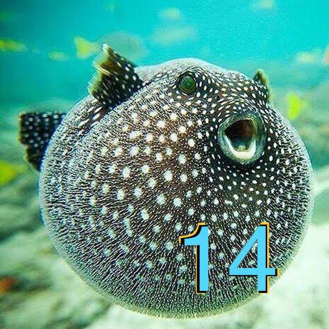 RiloMartinez's tweet image. #Fugu14 #UntetherDay