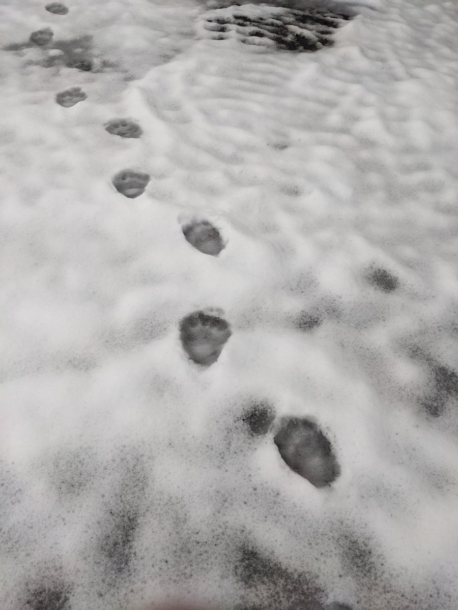UCB_CSSL's tweet photo. Looks like we had a big furry guest this morning. Perhaps they were looking for their last picnic basket before the big storm?

Any #wildlife biologists out there have a guess at size?

#bear #heybooboo https://t.co/j65RNB5OgW