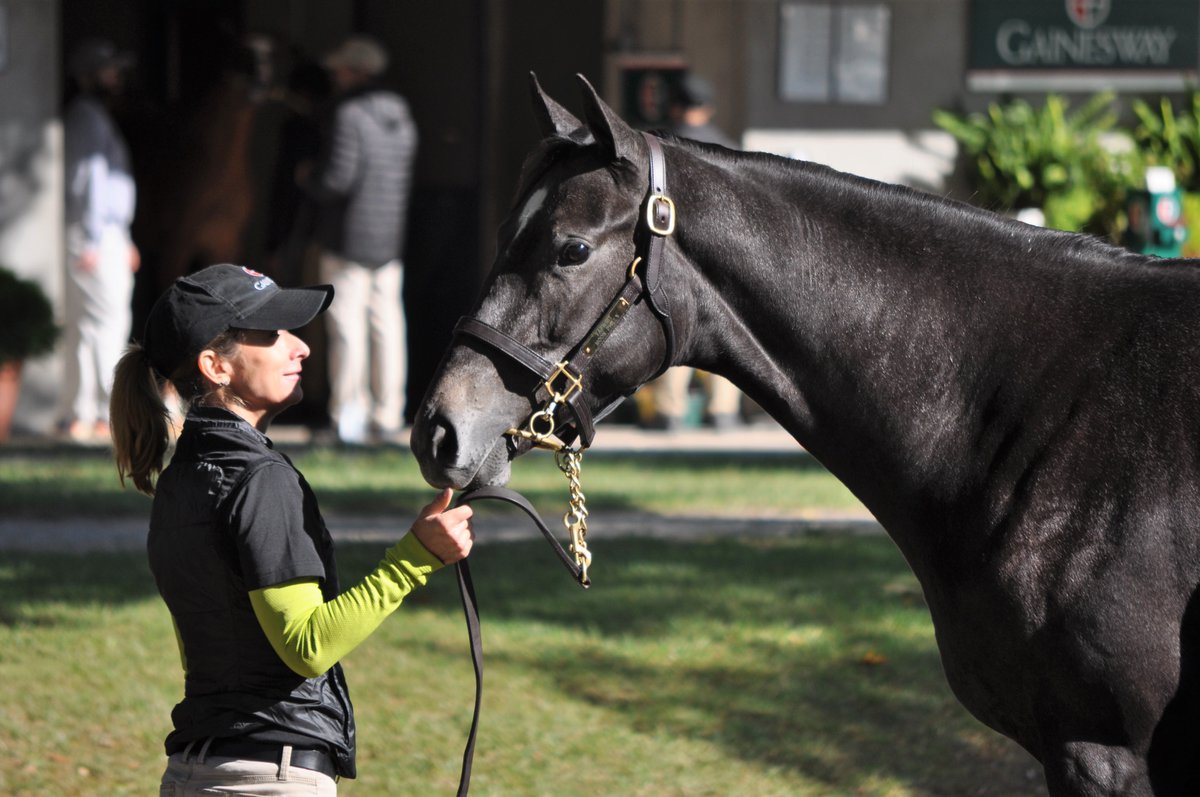 Horse and handler share a moment at Fasig-Tipton. This Tapwrit yearling filly is from the first crop of Belmont Stakes winner Tapwrit. Hip 91 sells tomorrow as part of the @Gainesway consignment on Day 1 of the @FasigTiptonCo Kentucky October Yearling sale. #FasigKY