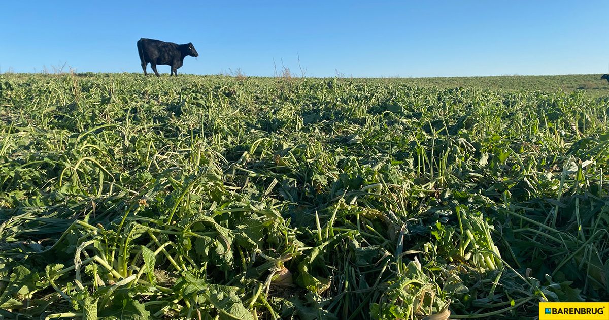 BarenbrugUSA's tweet photo. ๐ฑ๐ As part of Covergraze, Barkant turnip provides you an excellent option for stockpiling, strip grazing, or a pasture renovation break crop!
Learn More: https://t.co/u2czYoQAiX
#Barkant #Turnip https://t.co/zUrOenxMb6