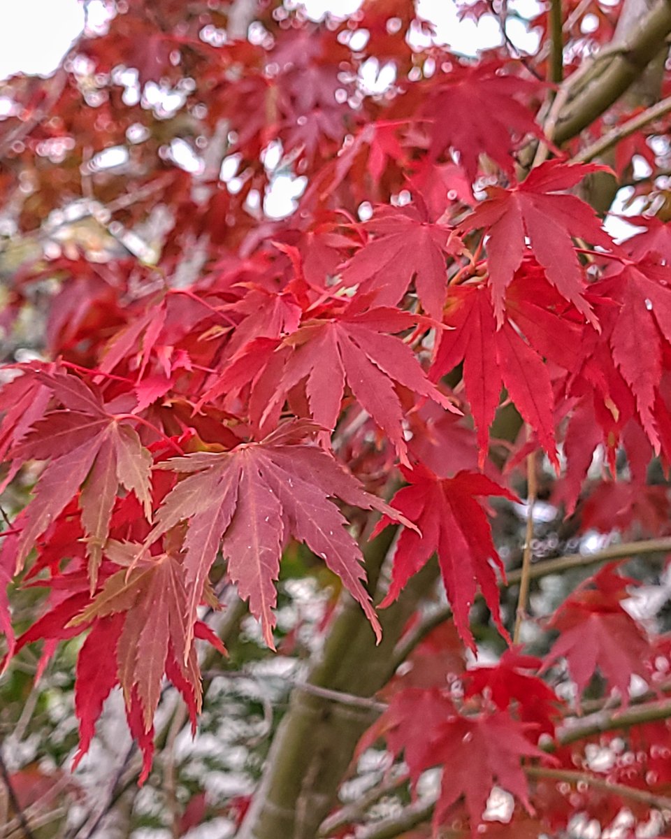 LovelyEarthS's tweet photo. The maple tree is vibrant in it ruby-tinted fall leaves.
#MapleTree #FallMapleTree #AutumnMapleTree #AutumnLeaves #RedLeaves #FallColors #LovelyEarthSociety https://t.co/rv5myg0dDx