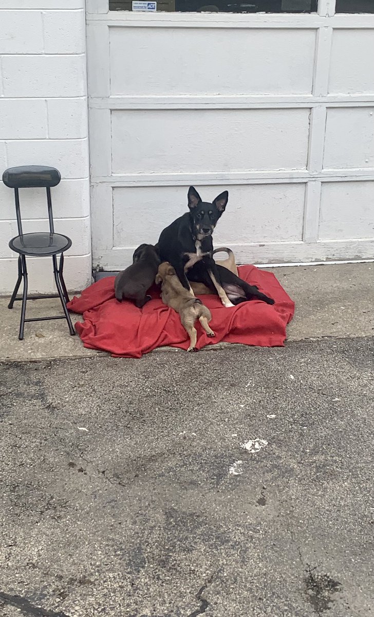 PawPlan's tweet photo. #thankful that #CaldwellCountyAnimalShelter #volunteers held out for a #petrescue that would take these #puppies AND their #mommydog ๐พ๐๐ฅฐ weโre pleased to have them in our #fosterbased #rescue #petlegacygiving welcome #pets belong in your #will #testamento https://t.co/GQXRwcG9RL