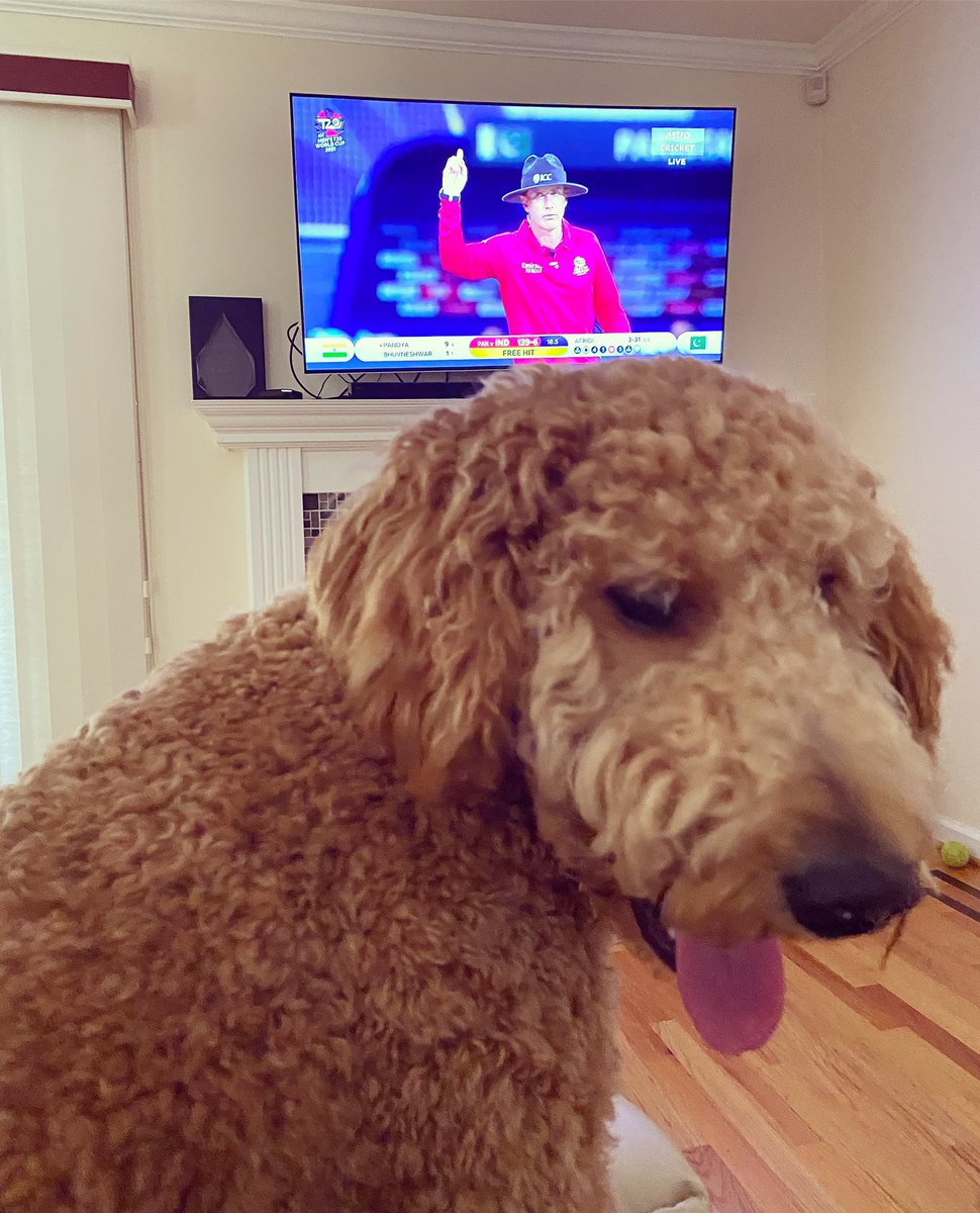 PunithRohan's tweet photo. Yogi 🐶 doesn’t agree with #umpiresdecision #indvspak #t20worldcup2021 https://t.co/lHvzFqO9uO