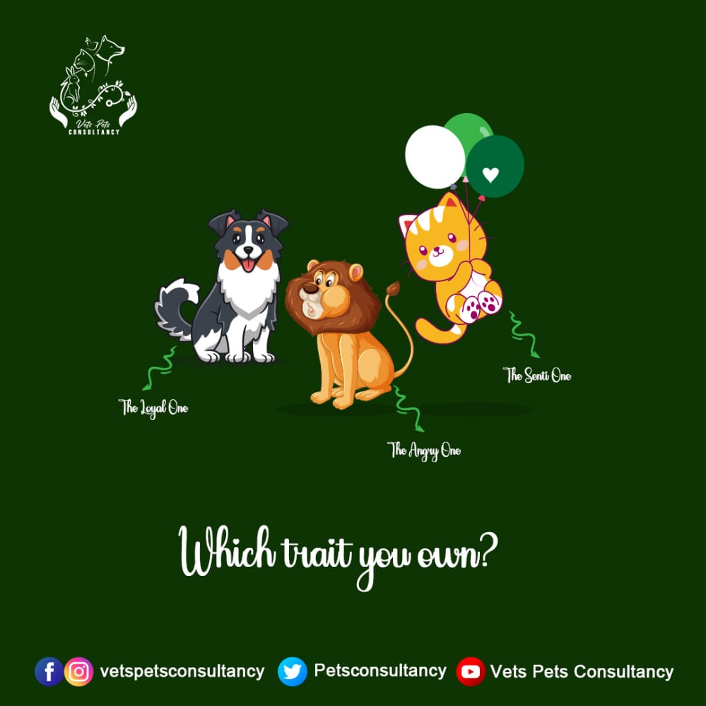 Petsconsultancy's tweet photo. #vetspetsconsultancy #onehealthconcept #veterinaryprofession #catsfeed #animalsskin #animalswaste #veterinaryconsultancy #COVID19outbreak #animalshide #COVID19 #veterinarymedicine #veterinaryclinic #veterinarylife #veterinarian #veterinary #veterinaryjobs #dogsfeed #dogs https://t.co/F4HkcOIo2n