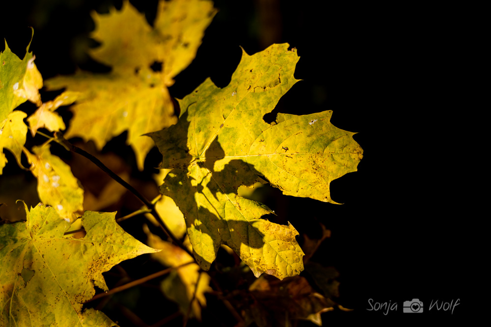 SonjaHWolf's tweet photo. Herbstfarben
Mein Bild der Woche 42/2021 bei https://t.co/zIz3TpLLeN

#WeeklyPic #WeeklyPicde #WeeklyPicde2021 #WeeklyPic2021 
#sonjafotografiert https://t.co/W5J2kuPf71