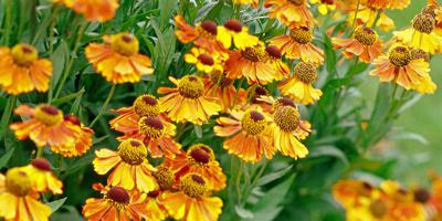 Native across much of North America, these perennials (and one shrub) bloom late in the season and often keep going until frost. Plant them throughout your landscape to extend the floral show, as well as provide food for many pollin keepingyouinformed.info/trendspottr/ho…