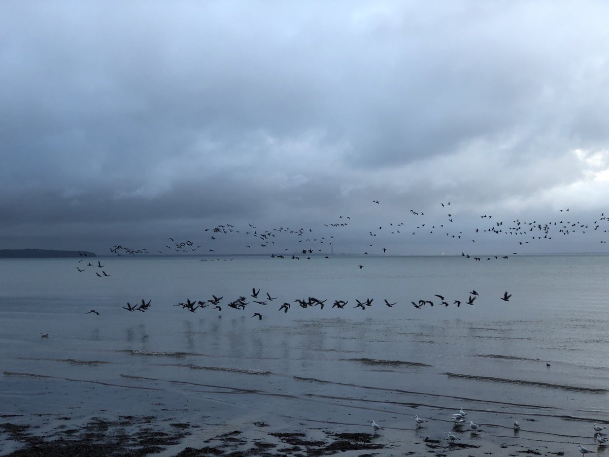SiriusStar1963's tweet photo. Sunday wander. #Ryde #PlayerBeach #Solent #Geese #Heron #Wightlink #PureIslandHappiness #IOW #home 💙 https://t.co/AW3IbtGlY2