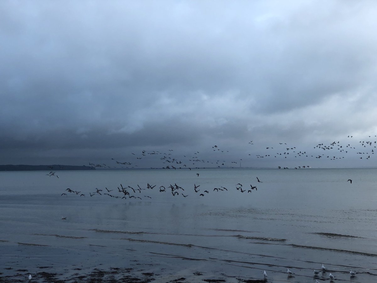 SiriusStar1963's tweet photo. Sunday wander. #Ryde #PlayerBeach #Solent #Geese #Heron #Wightlink #PureIslandHappiness #IOW #home 💙 https://t.co/AW3IbtGlY2
