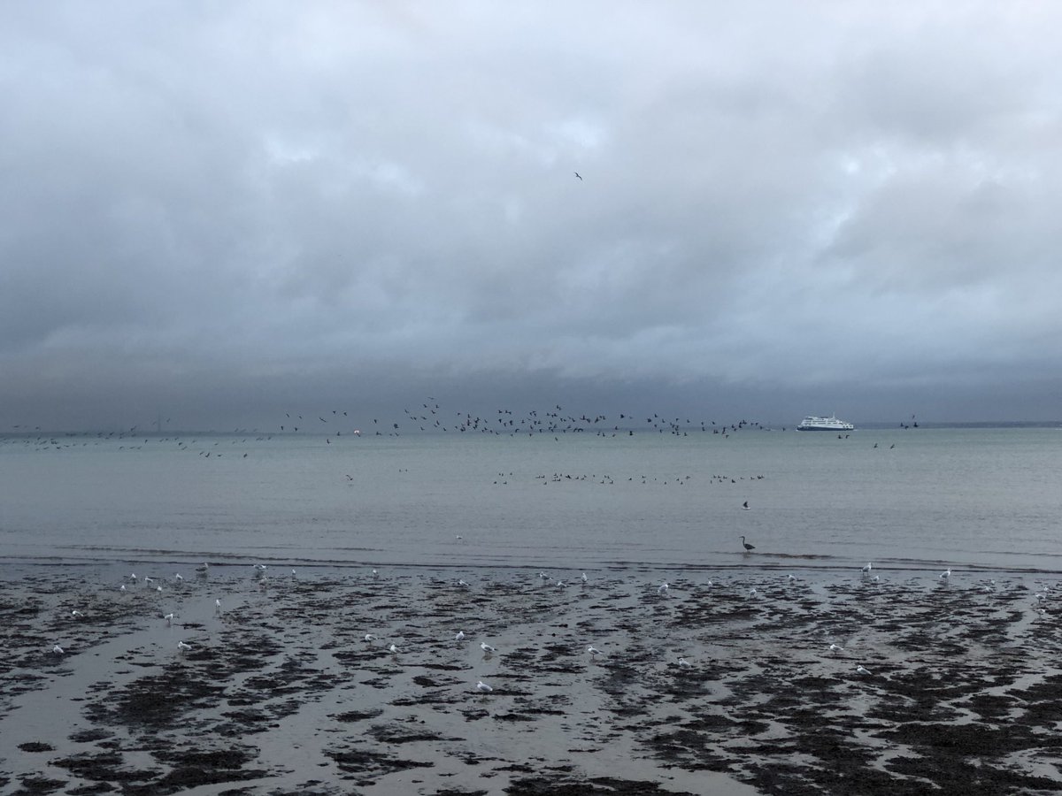 SiriusStar1963's tweet photo. Sunday wander. #Ryde #PlayerBeach #Solent #Geese #Heron #Wightlink #PureIslandHappiness #IOW #home 💙 https://t.co/AW3IbtGlY2