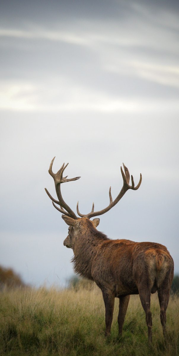 danielfirthpics's tweet photo. Trip over to @tatton_park to see the deer today. 

📷 Sony α A7II
📏 200-600mm
⏱️ f/6.3, 1/640 sec, ISO 1600
💡 Ambient (outside)
🏷️ #cheshirephotography #wildlifephotography #ThePhotoHour #ShutterNutters https://t.co/husZIdO27P