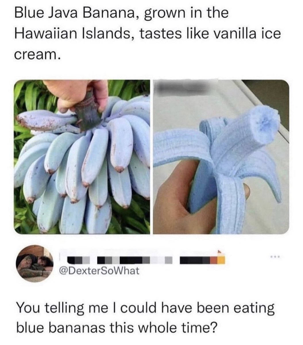 sccspodcast's tweet photo. #vanillabanana #banana #bluejavabanana https://t.co/4yBLjgtRuL