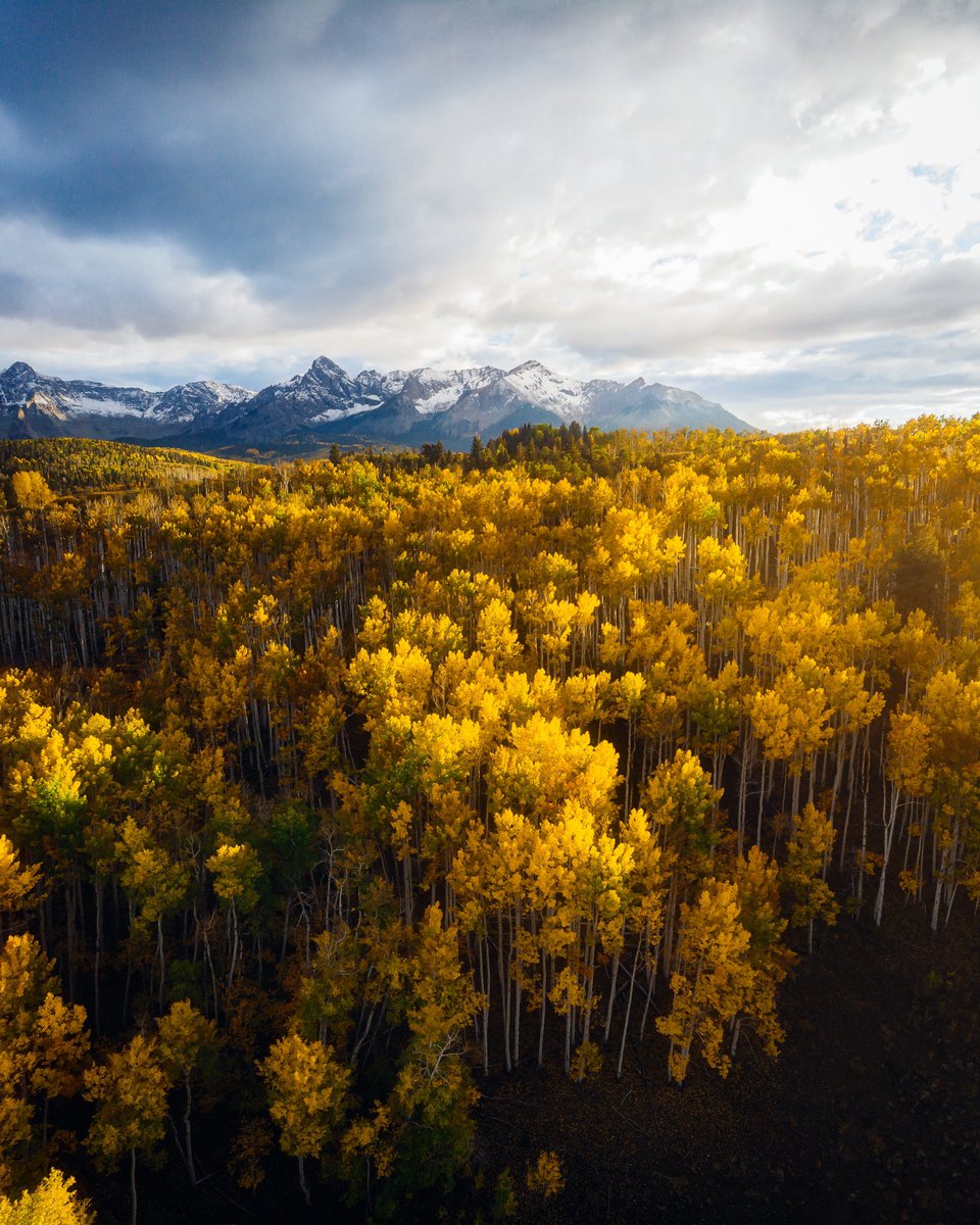 A soft lover, and a wild wanderer! 😎

<a href="/Colorado/">Visit Colorado</a> <a href="/OnlyInColorado/">OnlyInColorado</a> #dronephotography #aspentrees #aerialphoto #fallfoliage #fall2021