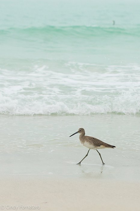 CinForna's tweet photo. New artwork for sale! - "Strutting" - https://t.co/WEYJXcTEJ4 @shoppixels https://t.co/hheOhFjHU2