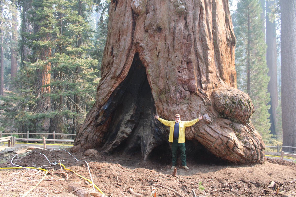 DanPattersonUSA's tweet photo. Sequoia tree at Grant Grove prepped for fire defense, Kings Canyon National Park CA, Oct7. #knpcomplexfire #fire #CAfire https://t.co/yWKyHCuj2f