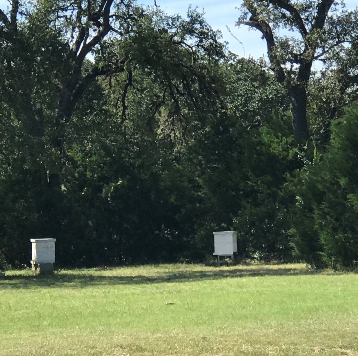 sashawrites's tweet photo. I spy, with my little eyes, hives of lovely honey bees!!! My weekends are full of research & education & I LOVE it... #beekeeping #beekeeperintraining #research #writerslife #novelbeekeeper #savethebees #femalebeekeeper #book #Writer @HarperCollins @jo_raisanen @HarlequinBooks https://t.co/g9IT8nIdoP