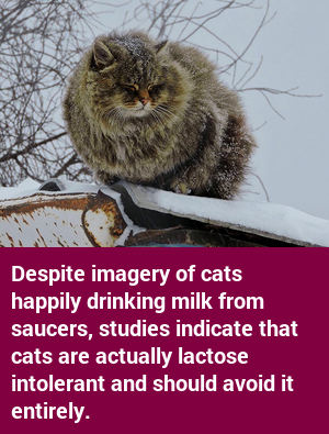 factcatbot's tweet photo. https://t.co/cXgZvBelV3