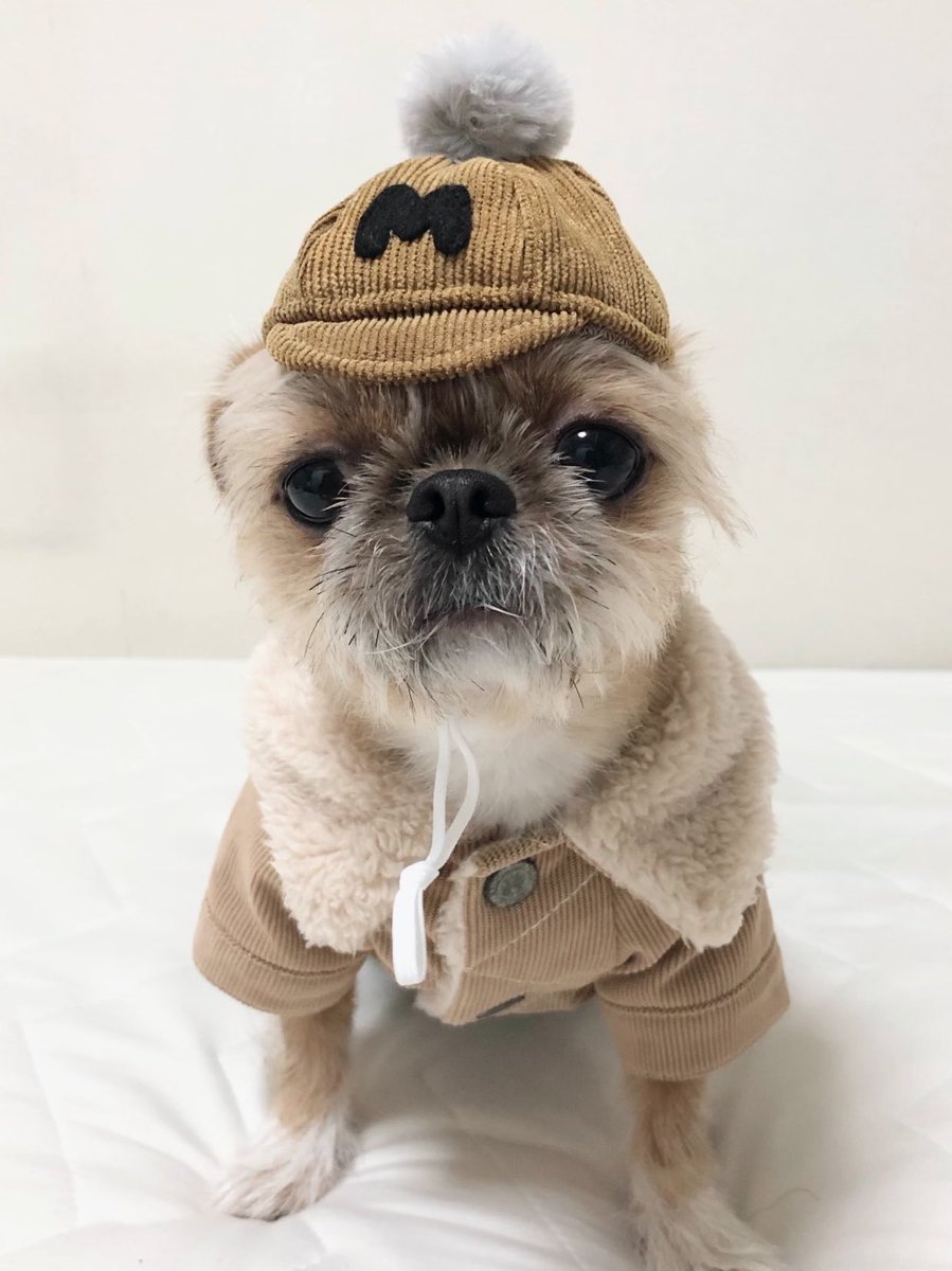 nakachan821028's tweet photo. おともだちのブランドcottieのモデルをさせてもらいました🐶☺️チワワサイズ展開でイニシャルつきお帽子🧡秋冬コーデにぴったり☺️🐶むぎ三キメキメイケオジ👨🏻✨
#むぎ三 #秋冬コーデ #チワズー #チワシー #cottie #犬の帽子
▼cottieのInstagram🐶
https://t.co/FSG7tsQbwl https://t.co/OB5Zqohe66