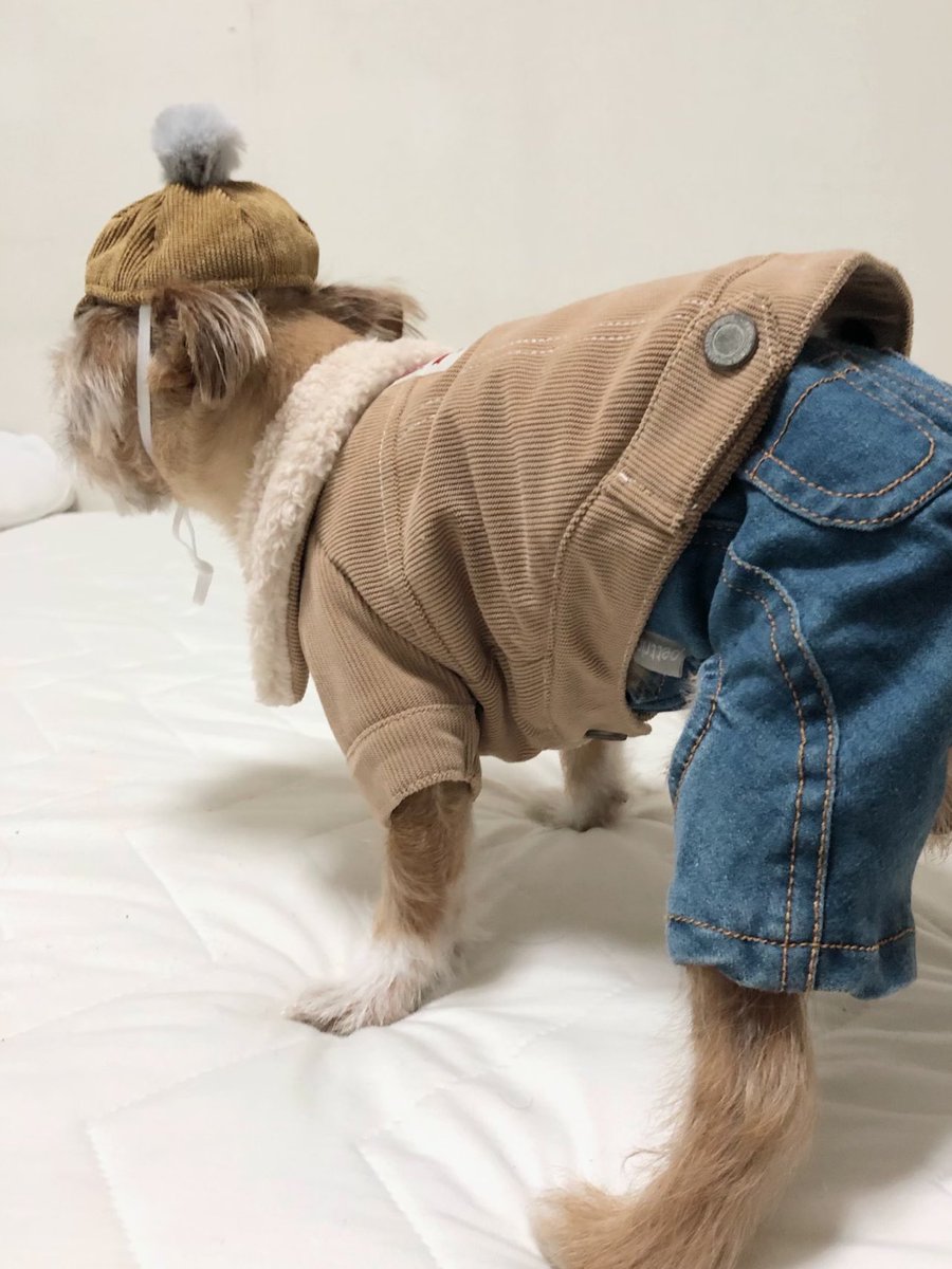 nakachan821028's tweet photo. おともだちのブランドcottieのモデルをさせてもらいました🐶☺️チワワサイズ展開でイニシャルつきお帽子🧡秋冬コーデにぴったり☺️🐶むぎ三キメキメイケオジ👨🏻✨
#むぎ三 #秋冬コーデ #チワズー #チワシー #cottie #犬の帽子
▼cottieのInstagram🐶
https://t.co/FSG7tsQbwl https://t.co/OB5Zqohe66