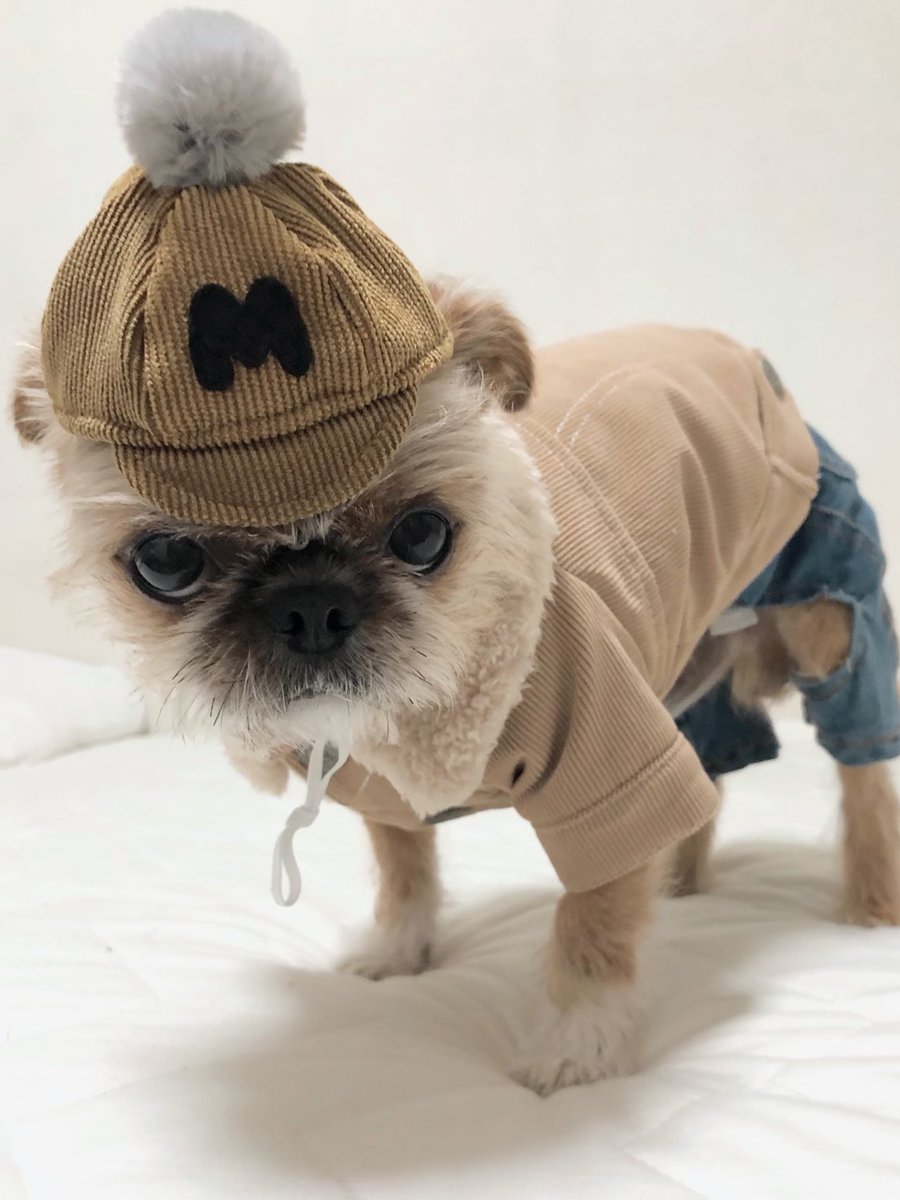 nakachan821028's tweet photo. おともだちのブランドcottieのモデルをさせてもらいました🐶☺️チワワサイズ展開でイニシャルつきお帽子🧡秋冬コーデにぴったり☺️🐶むぎ三キメキメイケオジ👨🏻✨
#むぎ三 #秋冬コーデ #チワズー #チワシー #cottie #犬の帽子
▼cottieのInstagram🐶
https://t.co/FSG7tsQbwl https://t.co/OB5Zqohe66