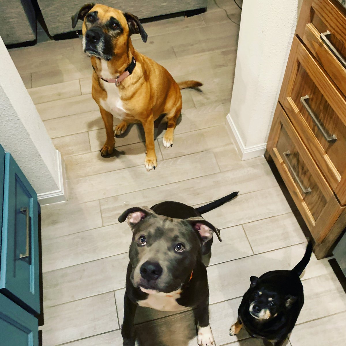BeesoBlue's tweet photo. #democratdogs https://t.co/sLLNpUxlxm