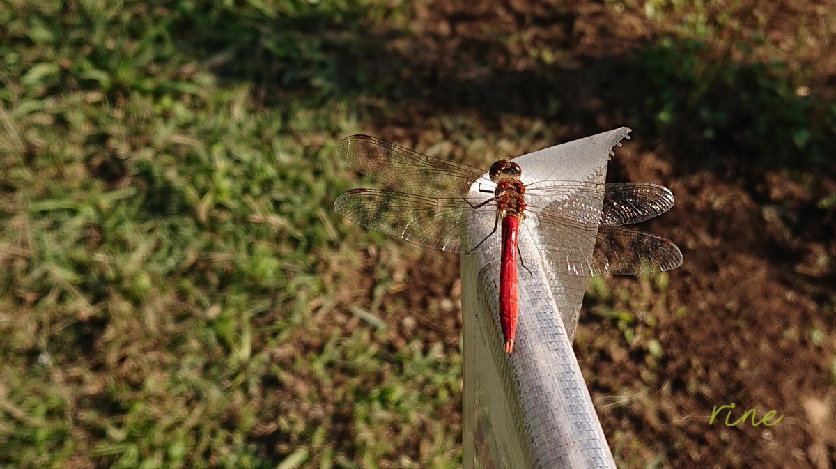 Wonderboy Cocotbodol