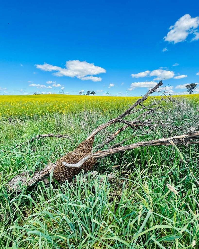 Headed out to <a href="/visitnsw/">Rebecca</a> in search of golden canola.  It was so refreshing to breathe in air and to be blinded by the blue skies.  Also, found this… [zoom in to check it out].

#igerscanberra #sofranksocial #canberraregion #canolafields #roadtrip #bee… instagr.am/p/CVbU427BgUH/
