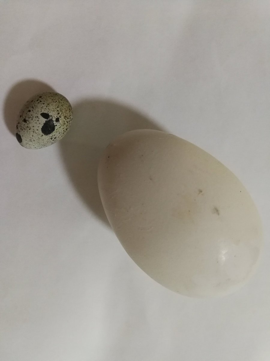5thingsjournal's tweet photo. 2/2 iii)Insightful articles by two well-read #bloggers. iv) The #mothergoose's eggs. v) It took the manager at a grocery shop a while to help me find a building. #gratitudelist #fiveminutejournal #positivepsychology #monday #mondaymotivation #project #life #mentalhealth #mindfull https://t.co/m6ND760thI