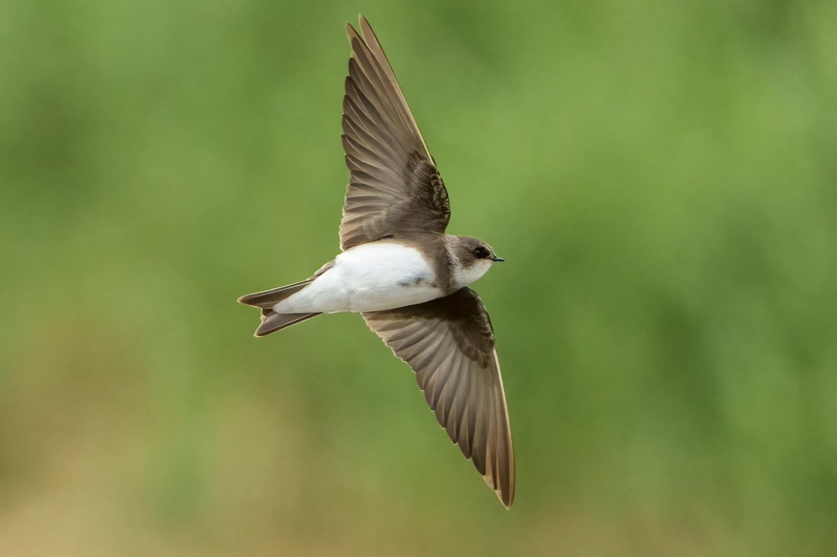 rupperrt's tweet image. Sand Martin/Bank Swallow 

#birds #swallow #swallows #TwitterNatureCommunity #birdwatching
