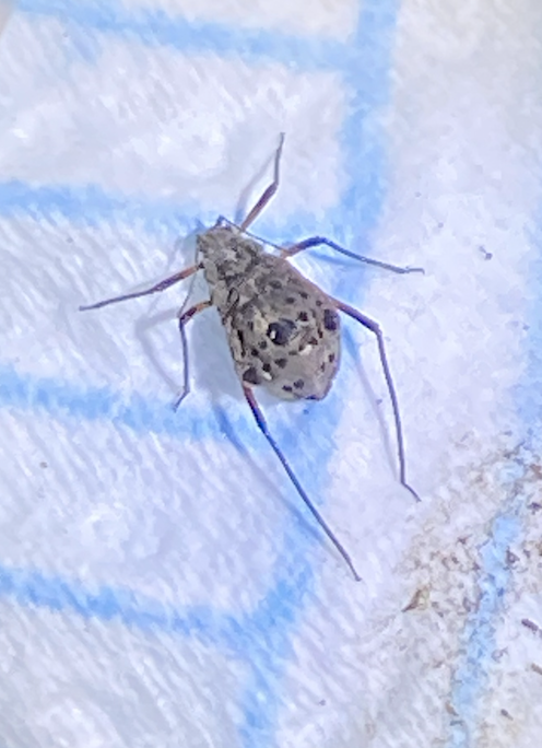 geddes_dave's tweet photo. @NHM_London Hi, we parked in Bushy Park and came back to these all over our car? Could you tell us what it is? https://t.co/1G6jUYrure