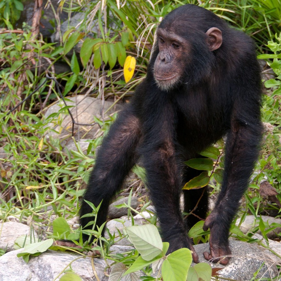 NowBoarding_'s tweet photo. Altijd al eens chimpansees in het wild willen zien? Dit kan in het Mahale Mountains National Park.🇹🇿 Daar leeft een bloeiende gemeenschap van bijna 1000 chimpansees. Voor de rest kan je er ook colobusapen en roodstaartapen zien.🐒
#Nowboarding #Tanzania #wildlife #natuur #reizen https://t.co/SGK34kstmf