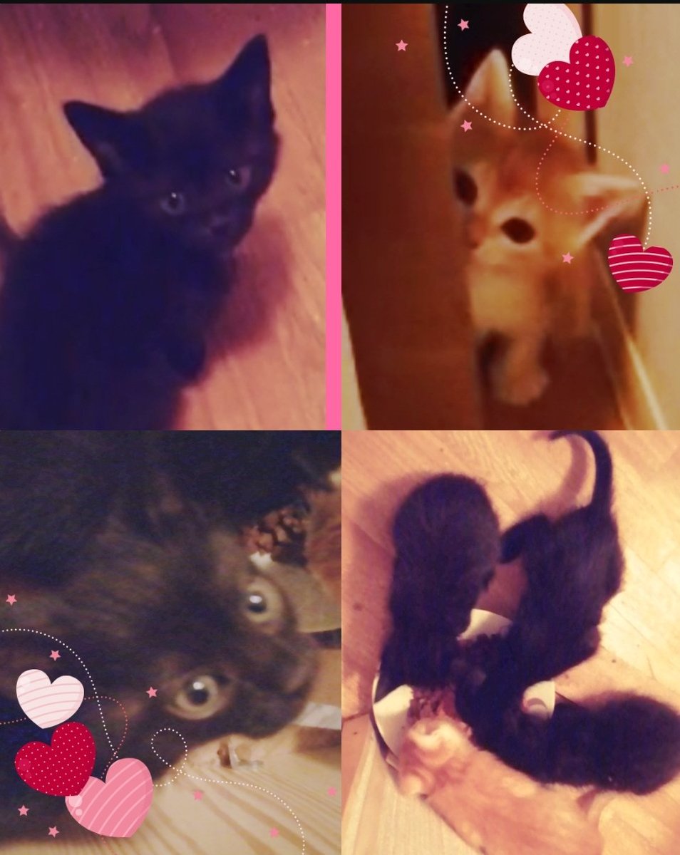 coeurdelola83's tweet photo. Bonsoir de nous 
Nous avons bien grandit nous allons avoir  2 mois 
Nous sommes 2 fifilles de couleur noir 
2 garçons de couleur noir ( noir c'est noir  il n'y a plus despoir ... un peu d'humour ça fait du bien 🤣)🐈‍⬛ sans oublier un petit roux #association #babycat #rescueca https://t.co/aUn0rGow70