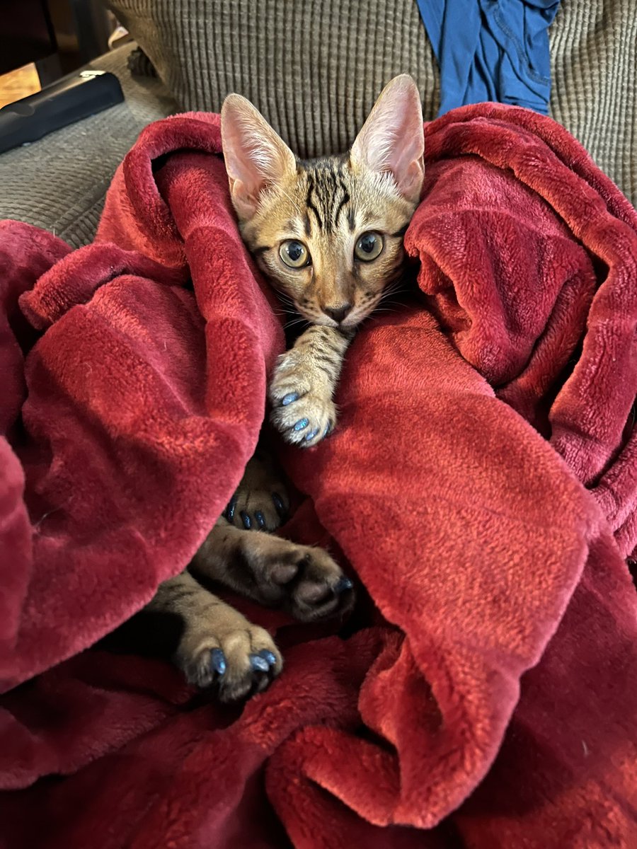 Cuddle time!!!
#CatsOfTwitter