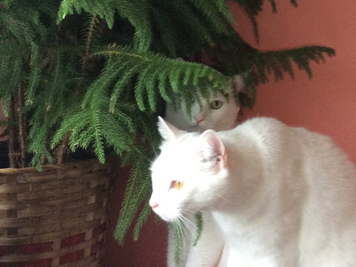 CarmelButtery's tweet photo. @anthonyshock #jake&amp;elwood under the potted Christmas tree #minouminou #parlezvousmeow https://t.co/OtTfnnGXBG