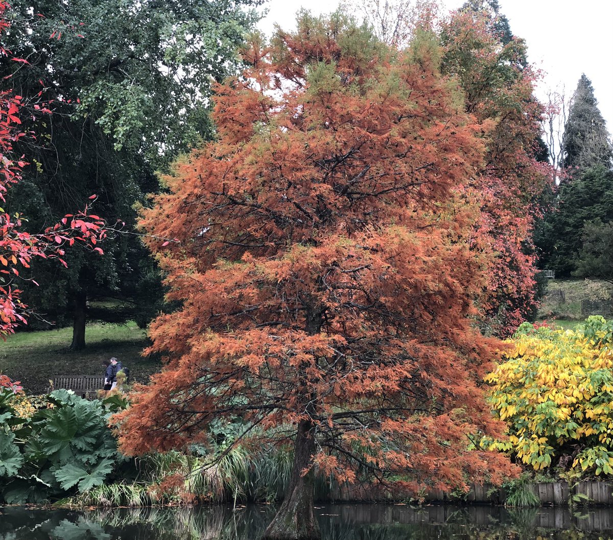 What a difference 9 days can make. The pond @HillierGardens