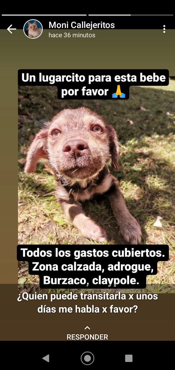 CallejeritosB's tweet photo. Necesitamos con suma URGENCIA un transito para esta bebe recien rescatada, no tenemos refugio y en nuestras casas ya no entra ni uno mas pero seguimos ayudándolos. Pero necesitamos de au solidaridad. Un lugar hasta q podamos darla en adopción. Por Favor, Gracias https://t.co/PTpaPKBf8u