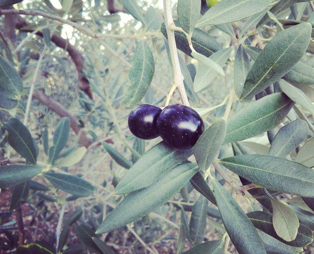 franchescocelis's tweet photo. @Jorge_BarriL Es Así @vitodepalma de acá de Corato salen las mejores Aceitunas para el mejor aceite de oliva. Dile a vite que te invite , piante di olive ovunque. #laduoladelcalcio https://t.co/JSnTTujbPR