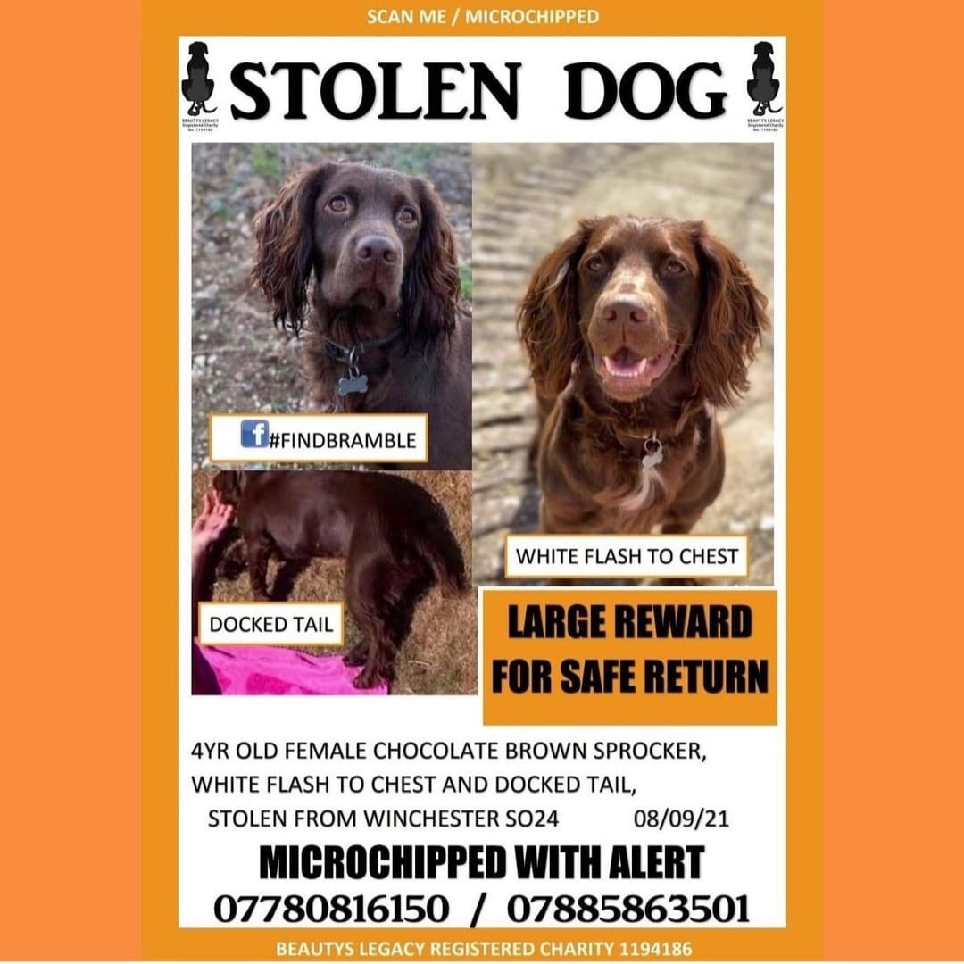 Please retweet 🙏 @MissingBramble 
#bringbramblehome #findbramble #stolen @MissingPetsGB @DogLostUK @TheSun @ProfNoelFitz @rickygervais @BrineMP @SouthamptonFC