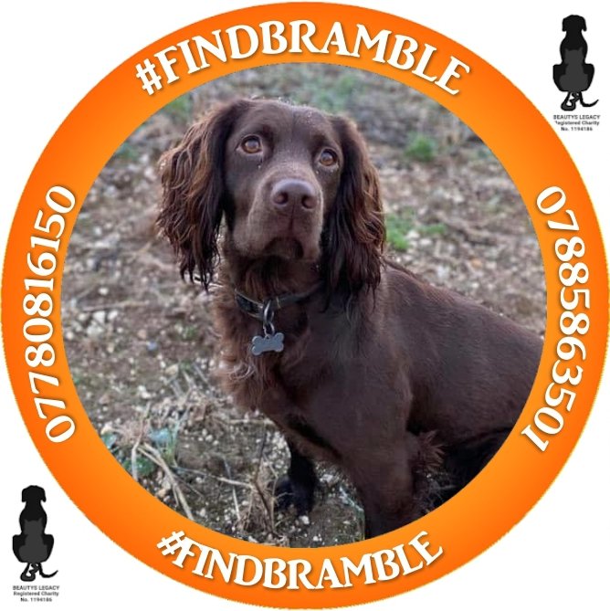 Please retweet to help #FindBramble

#bringbramblehome