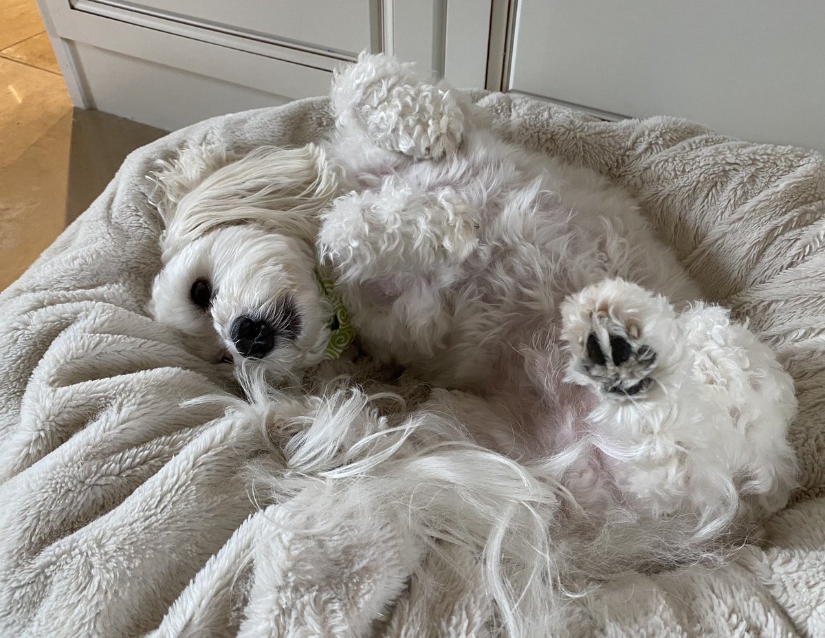 SirBailey2's tweet photo. An sometimes I’s sleep like this 😁😴🐶🐾 #cloudysunday #dogsoftwitter #adogslife #doggo #pets https://t.co/Sse3pqF93x