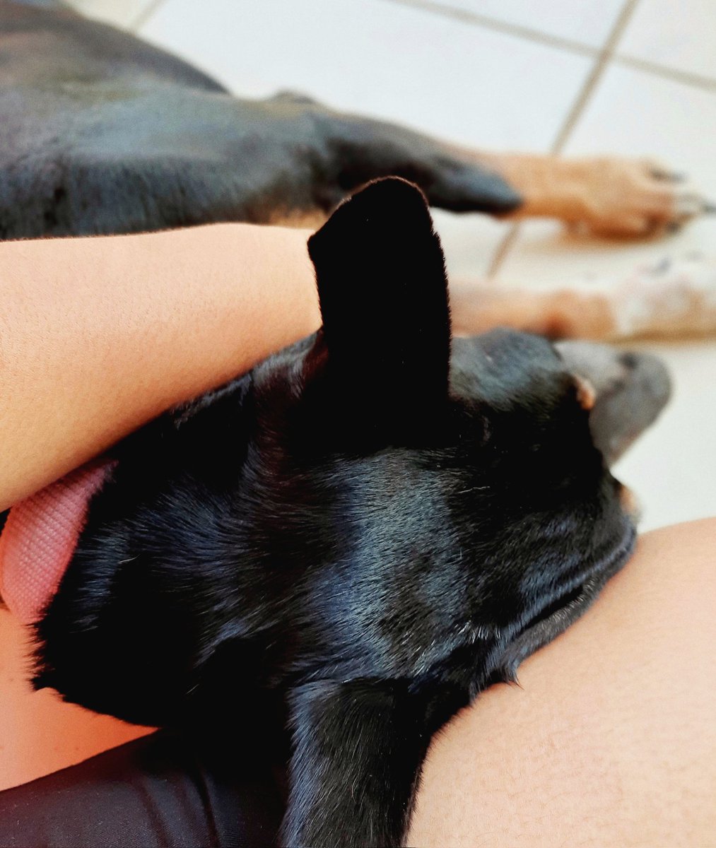AngieIgles's tweet photo. Mi bella compañia, Donnie! 🐾🥰 
#dogslife #dogsarelove #dogsoftwitter #dogs https://t.co/bFHwA6BZfn