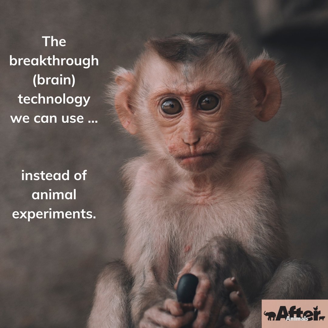 After Animals Podcast tweet media