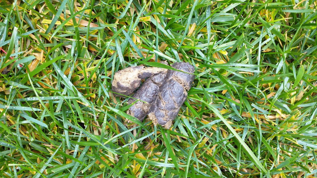 VioletPoops's tweet photo. Yesterday and today I tried a change of scenery. Front grass instead of the flower beds next to the house.

#violet #poop #colonhealth #fiber https://t.co/keeIqnGj4m