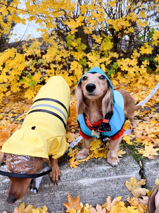 raincoat szn 🌧 https://t.co/BdCmcRcjz3