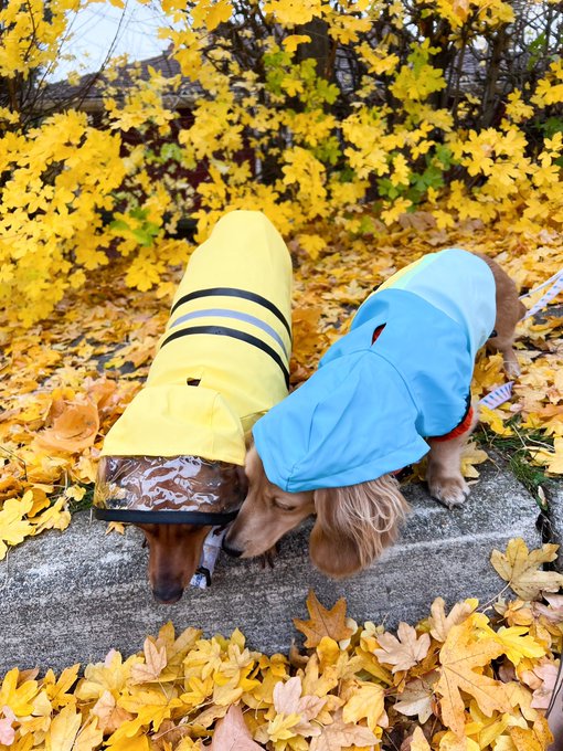 raincoat szn 🌧 https://t.co/BdCmcRcjz3