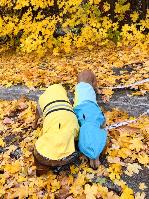 raincoat szn 🌧 https://t.co/BdCmcRcjz3