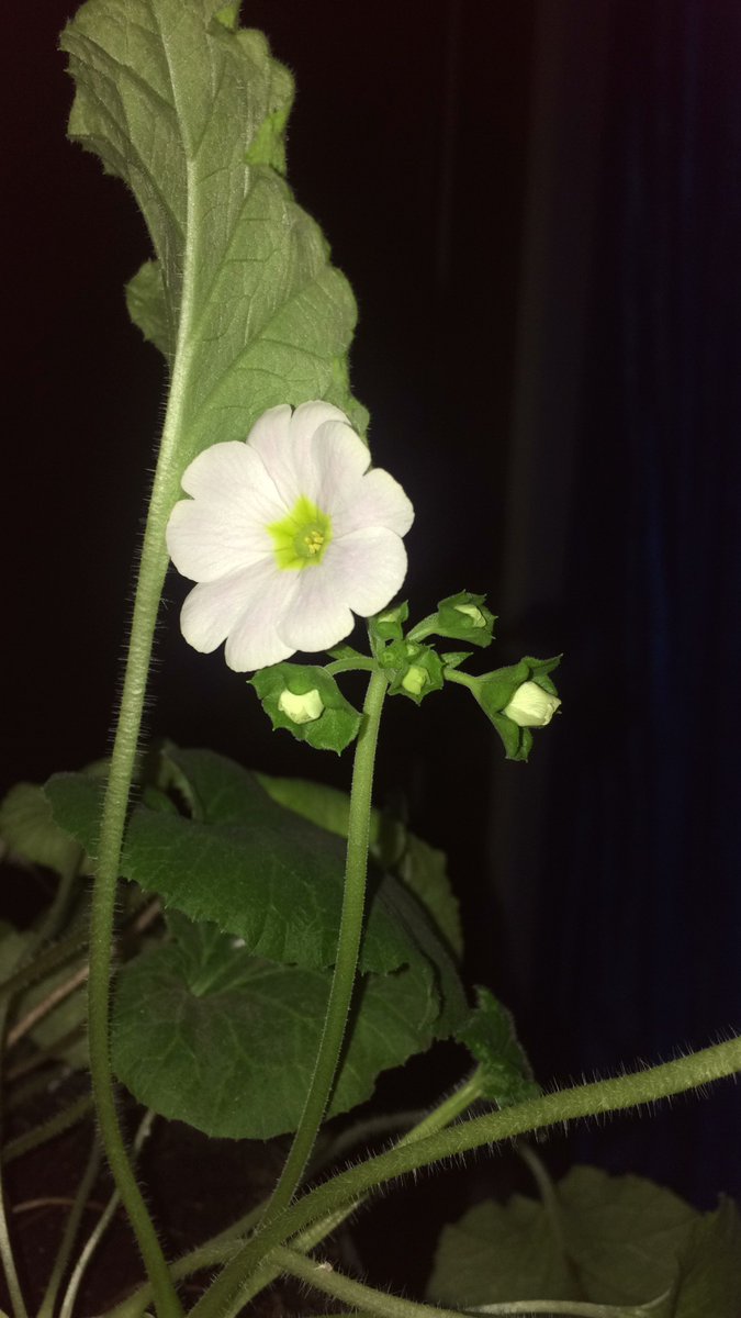 Colipesu's tweet photo. Ellas son Las bebés  consentidas 🌸🌸🌸🌱 https://t.co/goupqedqHn