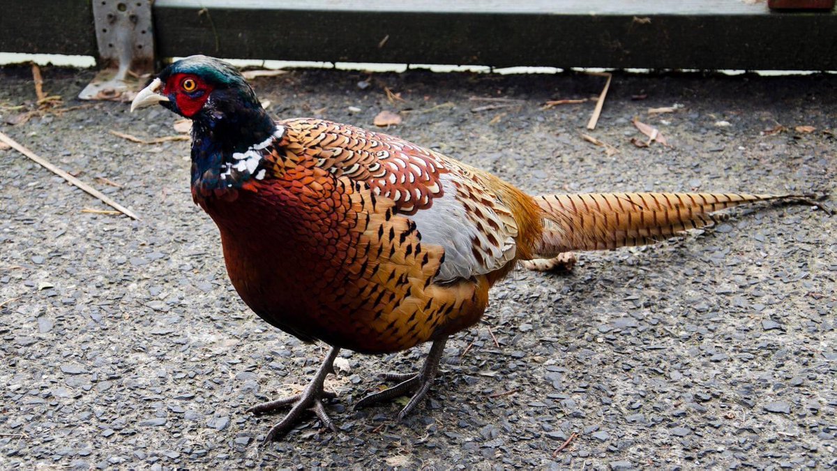 AnglersP's tweet photo. We seem to have a new popular resident at Anglers Paradise & he’s very friendly...
Thank you Ron Darbon for capturing the pictures of our favourite Pheasant Friend 📸
#anglersparadise #pheasant #nature #naturephotography #friendlybird #countryside #devonnature #wildlife https://t.co/Zz3CCNYeyL