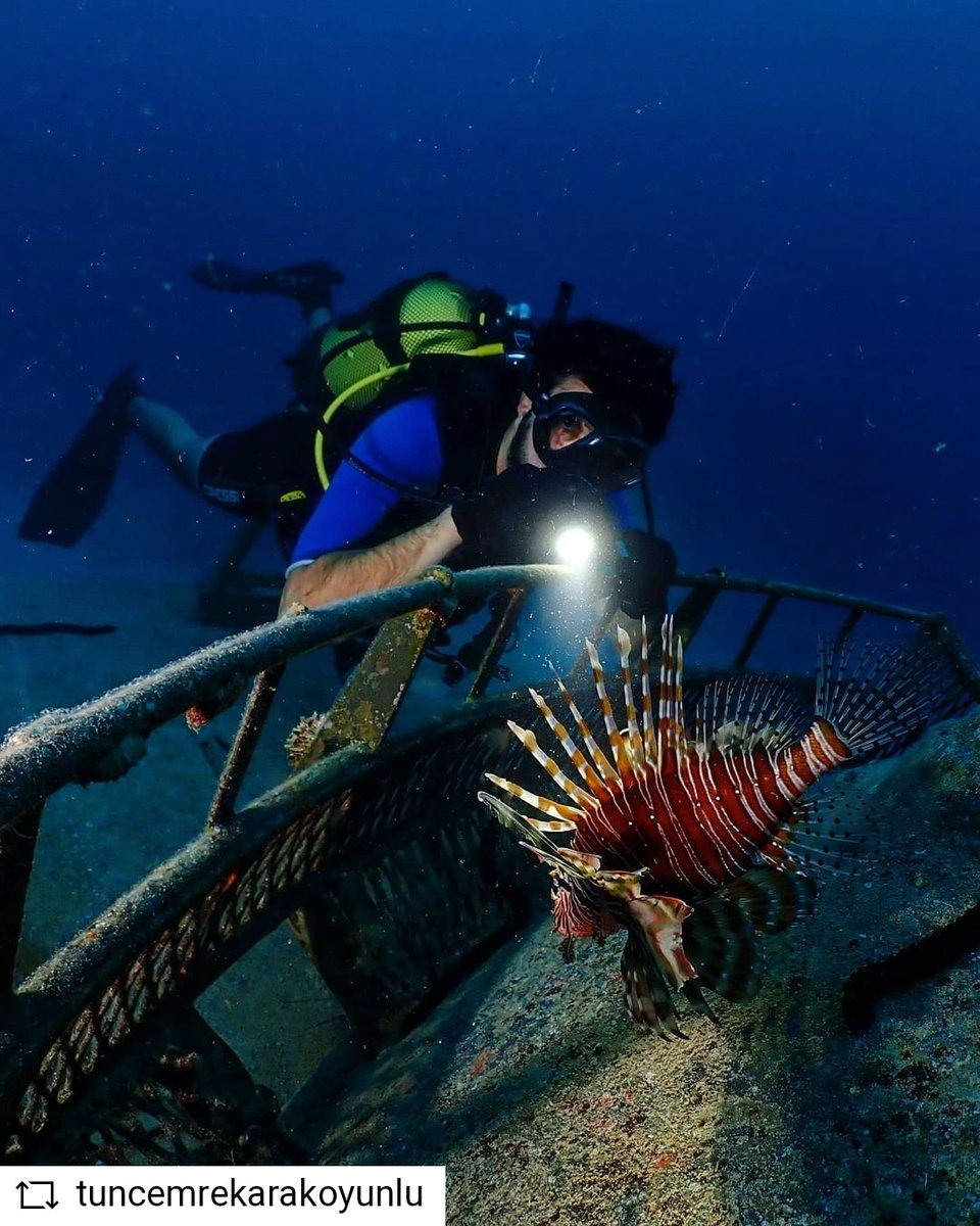 PyEnginakyurek's tweet photo. #REPOST @tuncemrekarakoyunlu with @get__repost__app #kaş #habitattv_tr #dive #diver #diving #scuba #scubadive # #scubadiving #underwater #uwphotography #uwphoto #underwaterphotography #scubaworld #scubaaddict #picoftheday #photooftheday https://t.co/5DSp9hE0eZ
