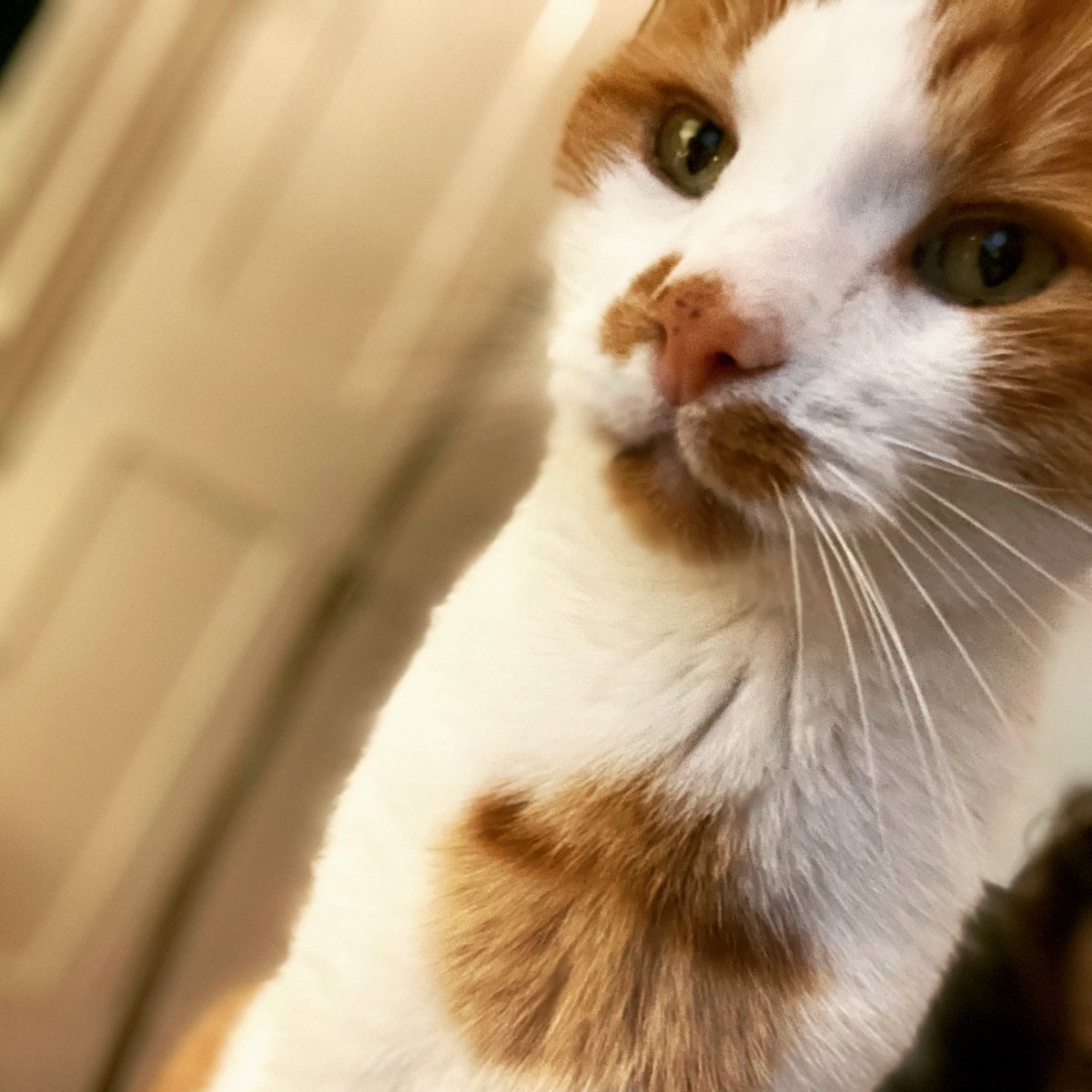 rvnpetnanny's tweet photo. You are EVERYTHING GOOD. 🧡

#gingerboy #thevetnursepetnanny #homevisits #dogs #cats #smallfurries #newpet #bonding #behaviour #nutrition #dietaryadvice #weightmatters #toptips #puppies #orthopaedics #postoprehabilitation #postopchecks #ginger #gingercat #gingerandwhite https://t.co/eq6JiJAva9