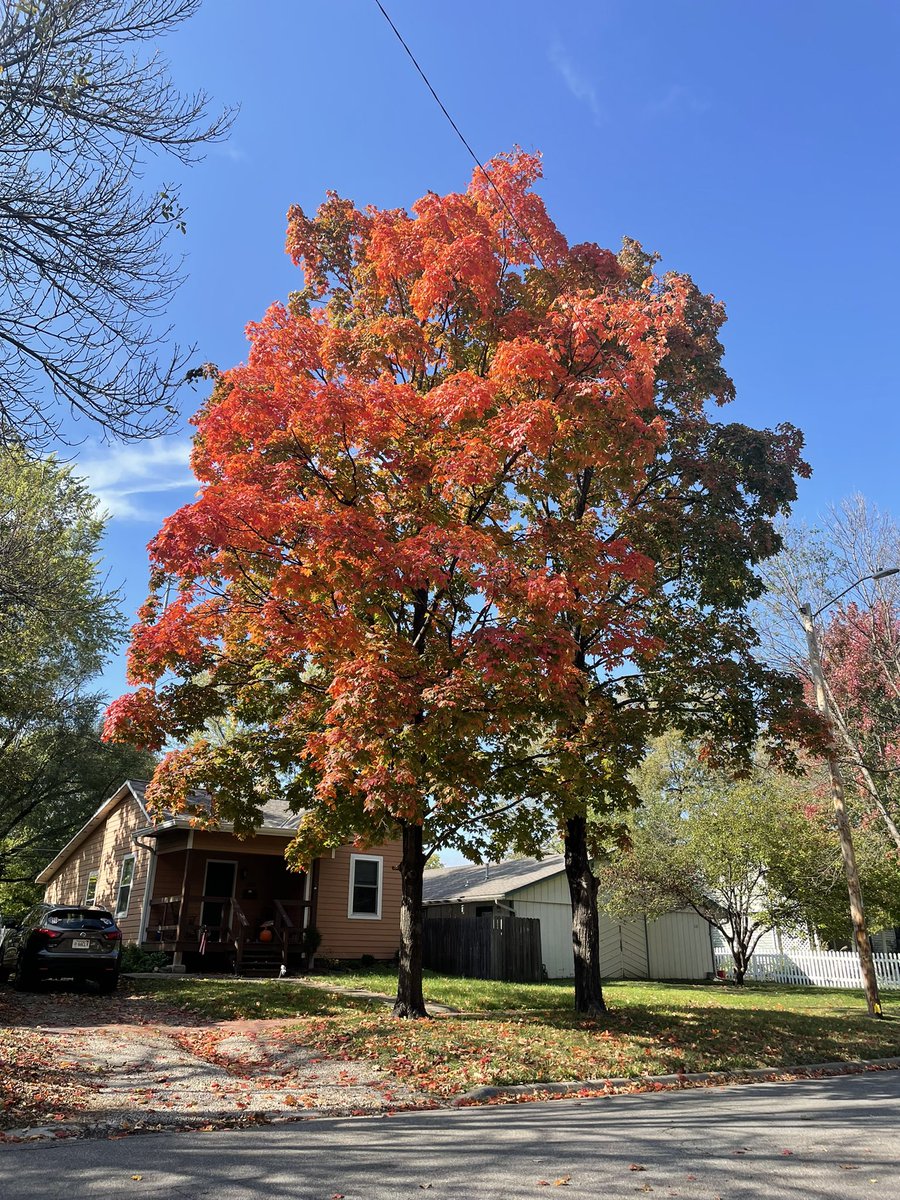 larryvillelife's tweet photo. Sunday foliage on Connecticut Street. #fallfoliagewars https://t.co/Hq1Ek2e0Dj